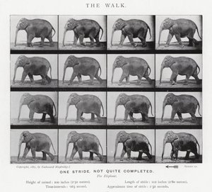 The Walk by Eadweard Muybridge