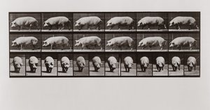 Pig walking, Plate 673 from Animal Locomotion