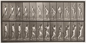 Cricket; Batting; Drive by Eadweard Muybridge