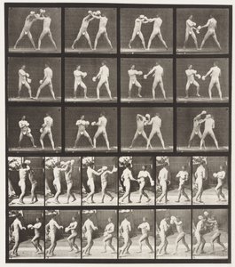 Plate 334. Boxing; With Gloves by Eadweard Muybridge