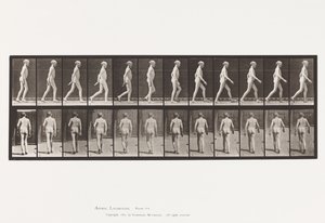Lateral Curvature of Spine; Walking (Plate 562) by Eadweard Muybridge