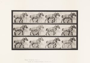 Plate 565. Hauling; Dark-Gray Belgian Horse Dusel