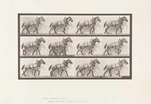 Hauling; Dark-Gray Belgian Horse Billy, 1885