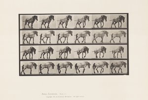 Hauling; Dark-Gray Belgian Horse Hansel, 1885