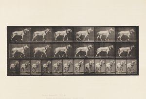 Hauling; Light-Gray Mare Johnson, 1885