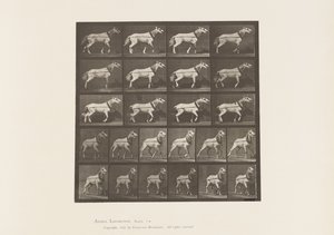 Hauling; Head being Pulled; Light Gray Mare, 1885 by Eadweard Muybridge