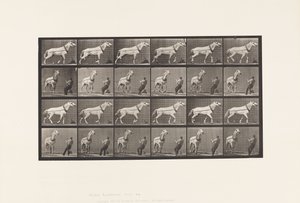 Hauling; Man Pulling at Head; Light-Gray Mare by Eadweard Muybridge
