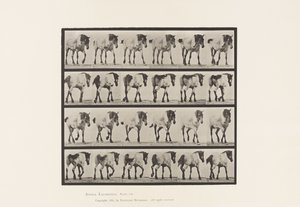 Walking; Free; Dark-Gray Belgian Horse Hansel, 1885