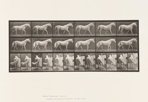 Walking; Free; Light-Gray Horse Eagle
