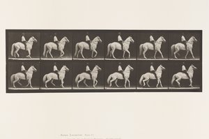 Walking; Saddle; Irregular; White Horse Clinton, 1885