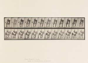 Walking; Bare Back; Dark-Gray Belgian Horse Dusel (Plate 578)