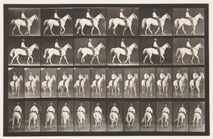 Walking; Saddle; White Horse Elberon, 1885