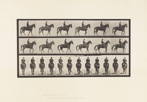 Walking; Saddle; Irregular; Brown Mare Beauty