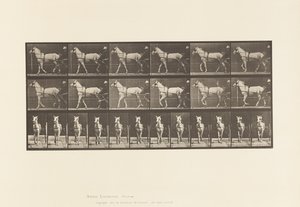 Walking; Sulky; Light Gray Mare, Katydid