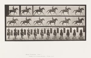 Plate 601. Trotting; Saddle; Brown Mare Beauty by Eadweard Muybridge