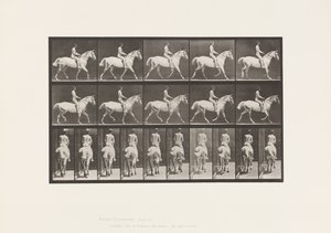 Trotting; Saddle; Ride, 43, Wide, Light-Gray Horse Smith (Plate 603) by Eadweard Muybridge