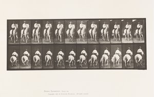 Trotting; Saddle; White Horse, Elberon (Plate 604) by Eadweard Muybridge