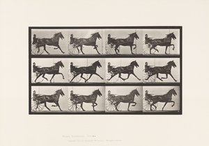 Trotting; Sulky; Bay Horse, Reuben (Plate 606)