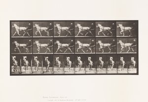 Plate 610. Trotting; Sulky; Gray Mare, Katydid by Eadweard Muybridge
