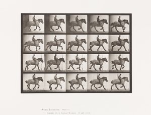 Canter: Bareback; Dark-Gray Belgian Horse Hansel by Eadweard Muybridge