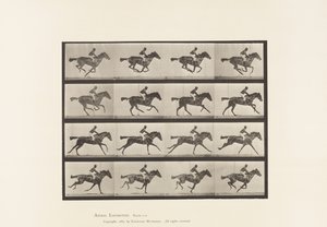 Gallop; Thoroughbred Bay Mare Annie G. (Plate 626)