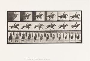 Gallop; Saddle; Thoroughbred Bay Horse Bouquet by Eadweard Muybridge