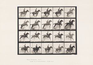 Plate 640. Jumping a Hurdle; Saddle; Bay Horse Daisy by Eadweard Muybridge