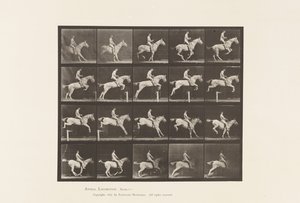 Plate 642. Jumping a Hurdle; Saddle; Rider, 105, Nude; Gray Mare, 1885 by Eadweard Muybridge