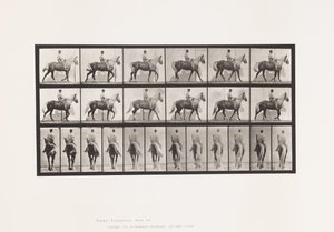 Plate 653. Walking; Saddle; Lame, Right Front Foot; Horse-Buckskin