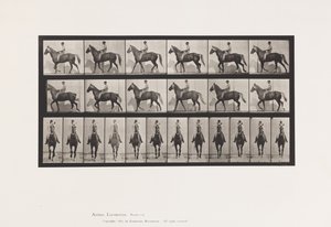 Plate 654. Walking; Saddle; Lame, Right Front Foot; Horse-Buckskin