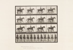 Walking; Saddle; Spavin, Right Hind Leg; Horse by Eadweard Muybridge