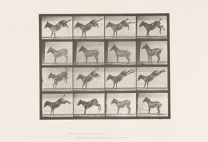 Plate 658. Mule; A, Kicking; B, Kicking by Eadweard Muybridge