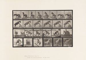 Mule; Miscellaneous Performances Denver (Plate 660) by Eadweard Muybridge