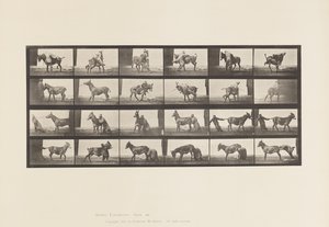 Plate 662. Mule; A, B, A Refractory Animal Denver