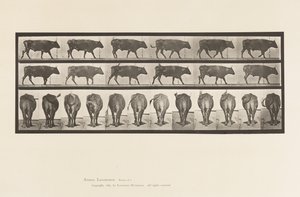 Plate 671. Ox; Walking
