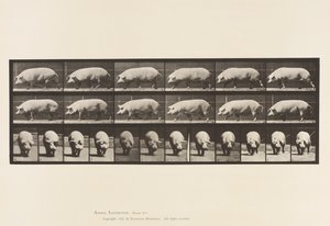 Plate 673. Sow; Walking by Eadweard Muybridge