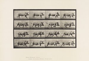 Sow; Trotting (Plate 675) by Eadweard Muybridge