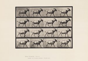 Plate 676. Goat; Walking by Eadweard Muybridge