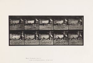 Plate 680. Oryx; Galloping by Eadweard Muybridge
