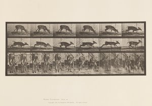Plate 681. Virginia Deer; Buck Walking by Eadweard Muybridge