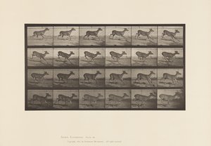 Plate 683. Virginia Deer; No Antlers; Buck; Galloping by Eadweard Muybridge