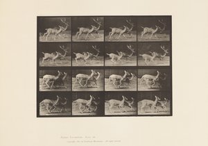 Plate 684. Fallow Deer; A, Buck and Doe; B, Two Does; Trotting by Eadweard Muybridge