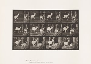 Fallow Deer; Buck and Doe; Galloping (Plate 686)