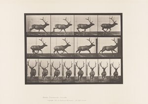 Elk, Galloping by Eadweard Muybridge