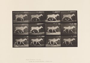 Plate 696. Eland; Trotting by Eadweard Muybridge