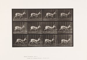 Antelope; Trotting (Plate 697) by Eadweard Muybridge