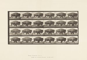 Plate 699. Buffalo; Walking by Eadweard Muybridge