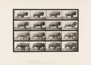 Plate 700. Buffalo; Galloping by Eadweard Muybridge
