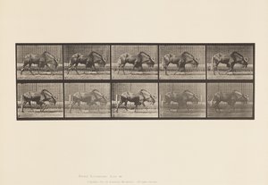 Gnu; Walking
