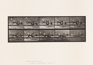 Plate 702. Gnu; Bucking and Galloping